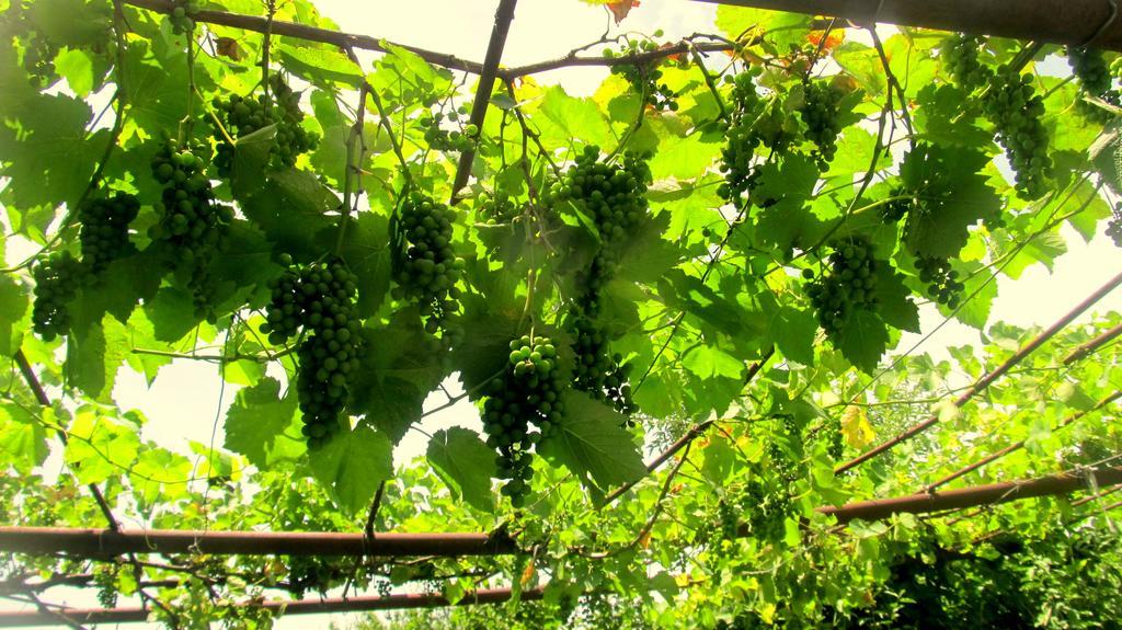 Agro Guesthouse Korena كوتايسي المظهر الخارجي الصورة
